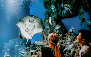 Cairns Aquarium Tickets