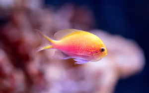 Cairns Aquarium Tickets