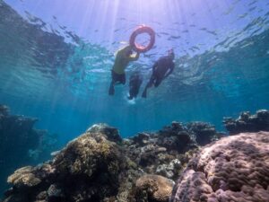 From Cairns Great Barrier Reef Cruise by Premium Catamaran