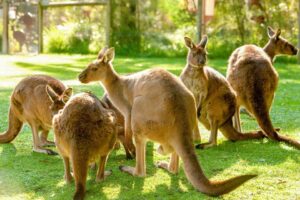 Healesville Sanctuary General Admission Ticket