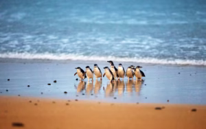 Phillip Island Penguin Parade Tickets