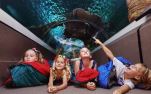 SEA LIFE Sunshine Coast Aquarium Tickets