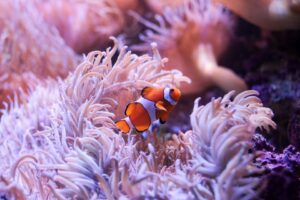 SEA LIFE Sydney Aquarium Entry Ticket4