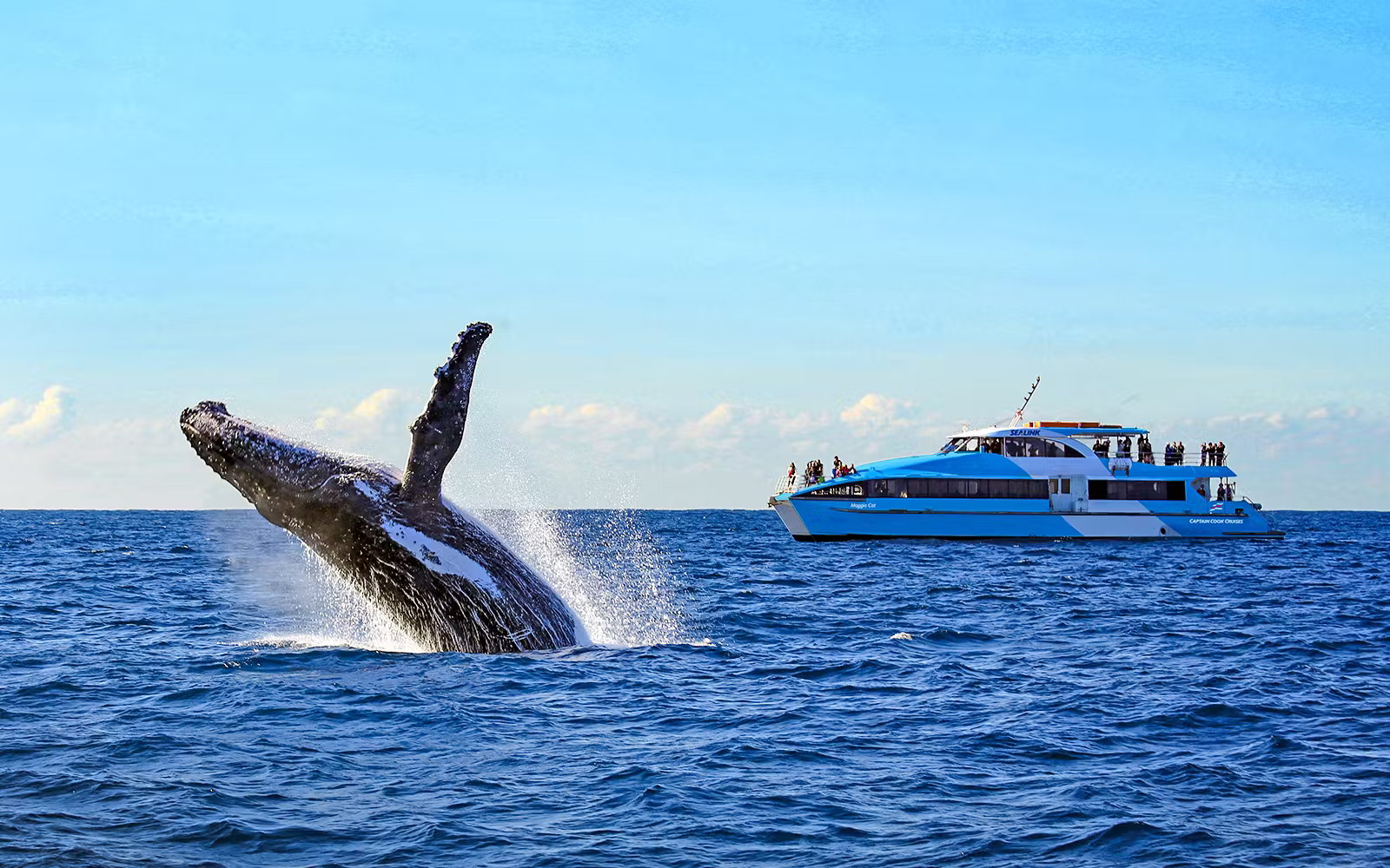 Sydney Harbour Whale Watching Cruise by Captain Cook
