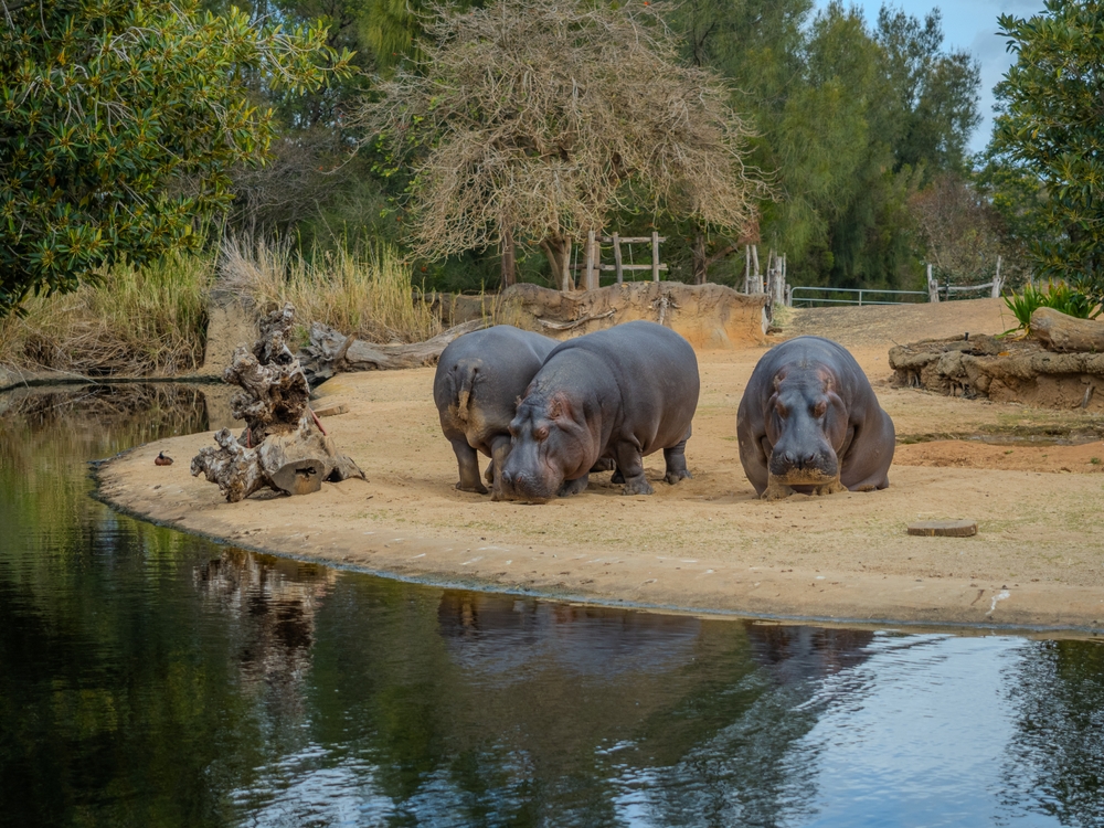 Werribee Zoo Tickets - Werribee Zoo Animals