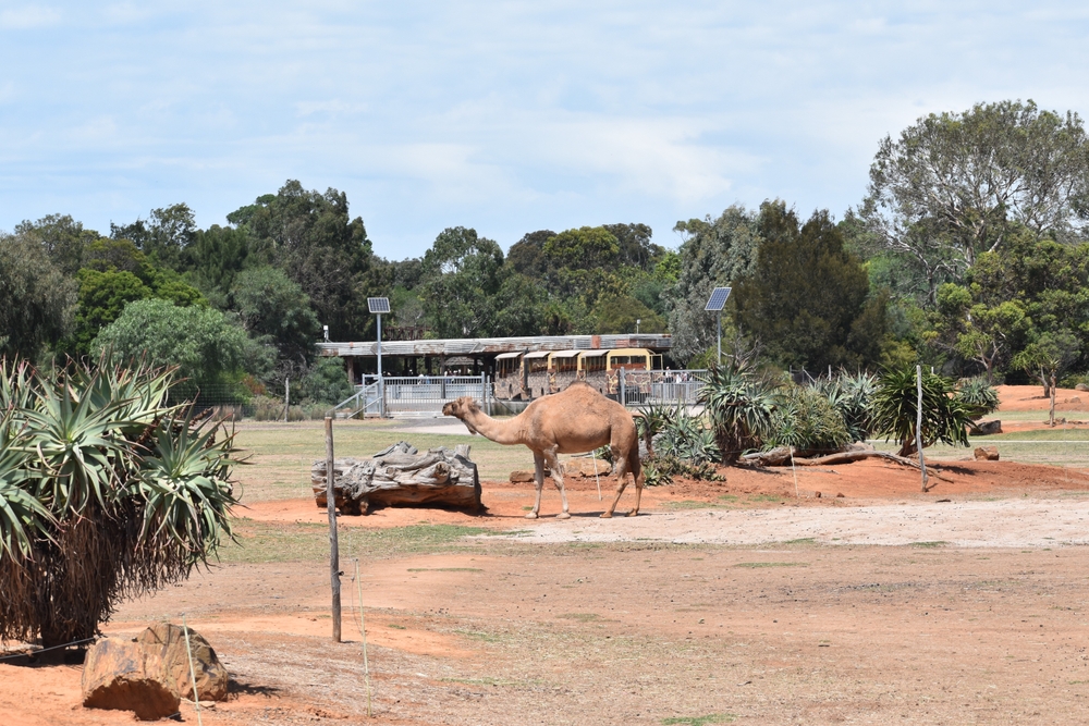 Werribee Zoo Tickets - What is Werribee Zoo