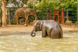 gyg Melbourne Zoo 1-Day Entry Ticket3