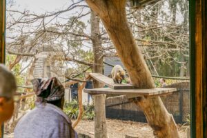 gyg Melbourne Zoo 1-Day Entry Ticket4
